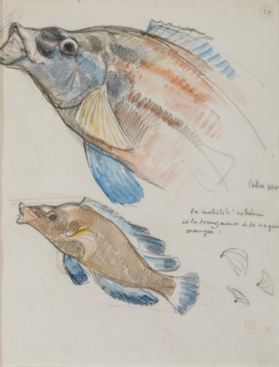 - Deux poissons, labres