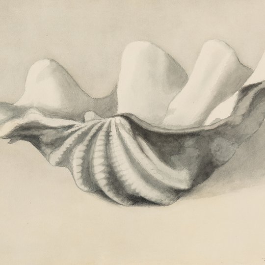 Léon Spilliaert - Coquillage 